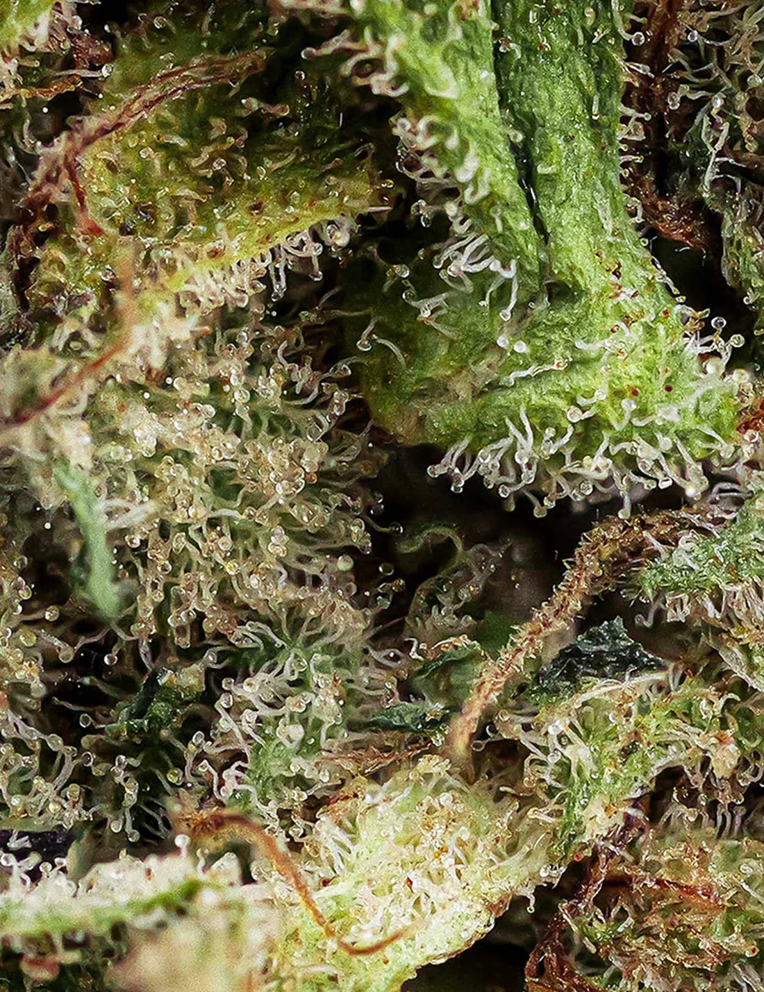 Orange Bud 18 % CBD 🌟 Offre spéciale : 50g à 30€ seulement !