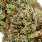 CALIFORNIENNE KUSH 29 % CBD